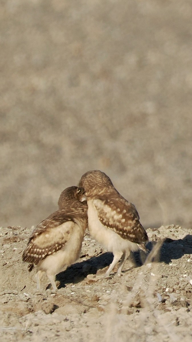 Burrowing Owl - ML638761007