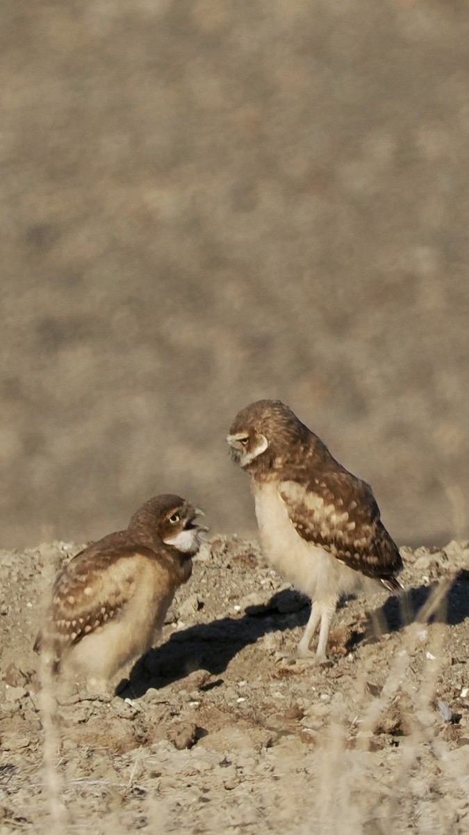 Burrowing Owl - ML638761008