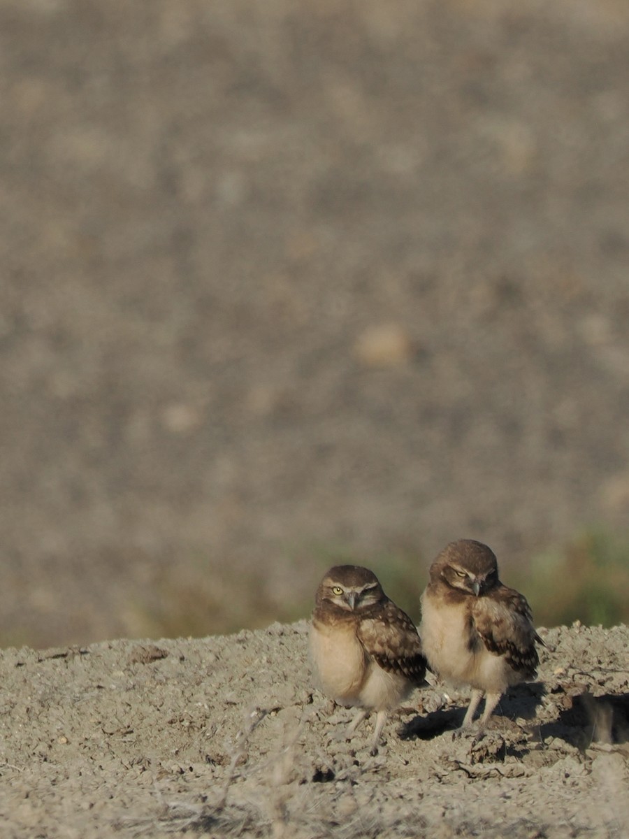 Burrowing Owl - ML638761009