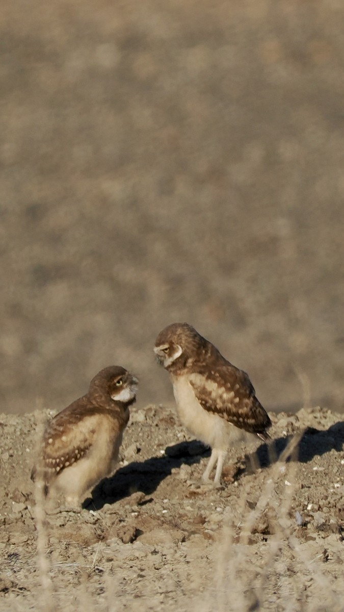 Burrowing Owl - ML638761010