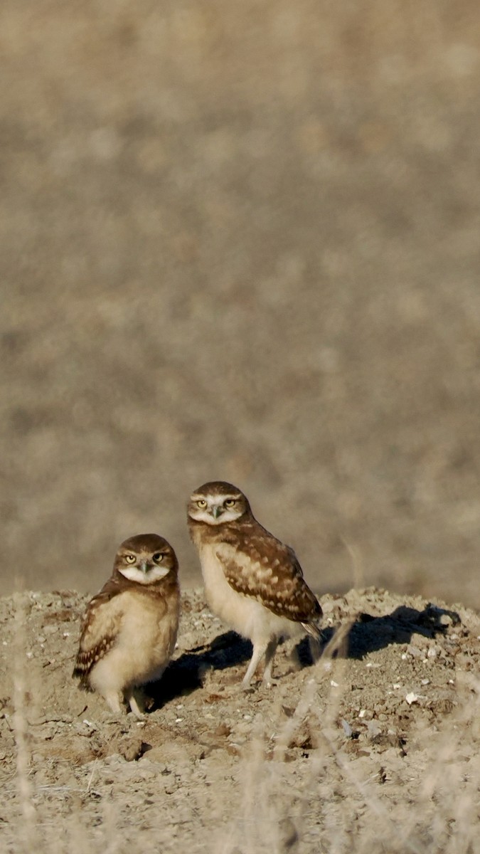 Burrowing Owl - ML638761011
