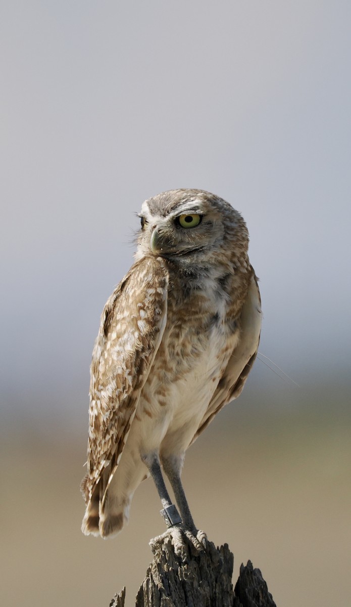 Burrowing Owl - ML638761012