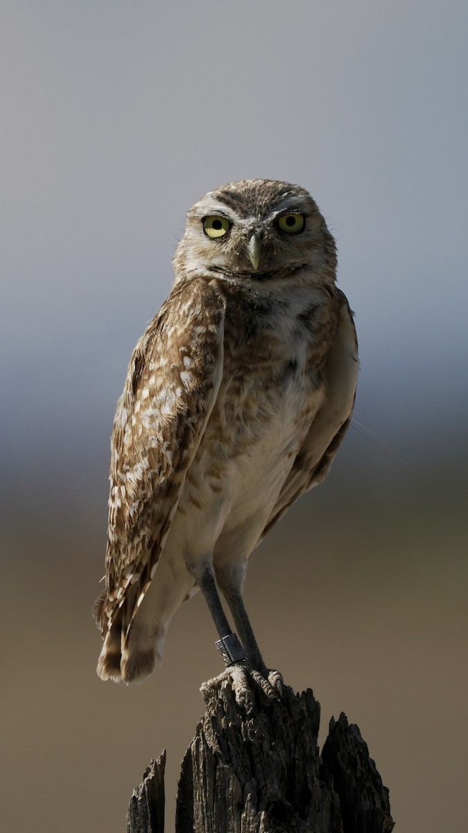 Burrowing Owl - ML638761013