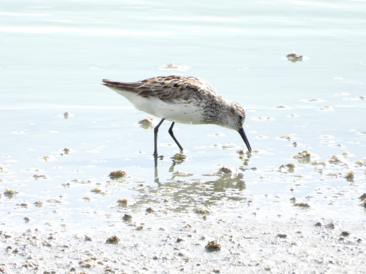 Western Sandpiper - ML638761060