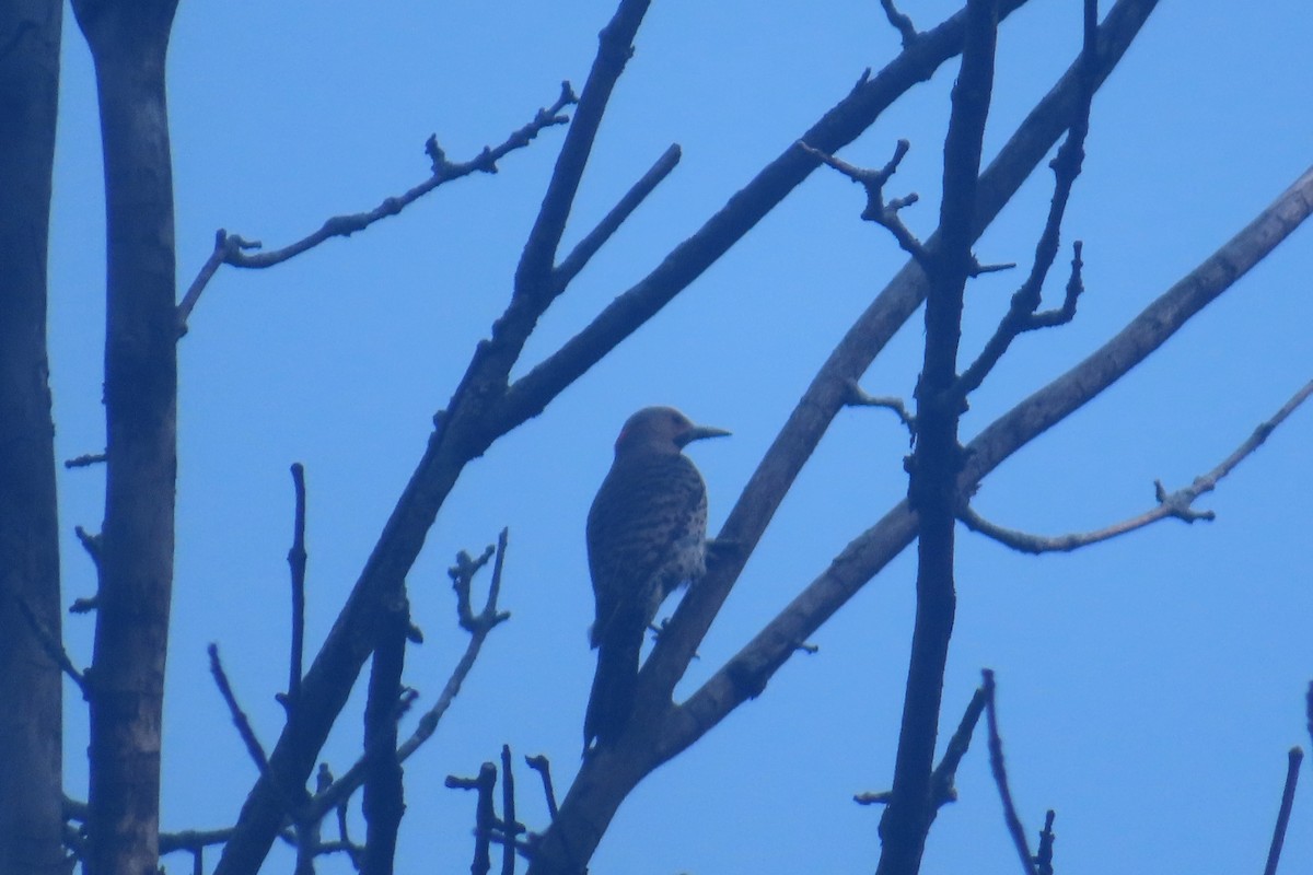 Northern Flicker - ML638761066
