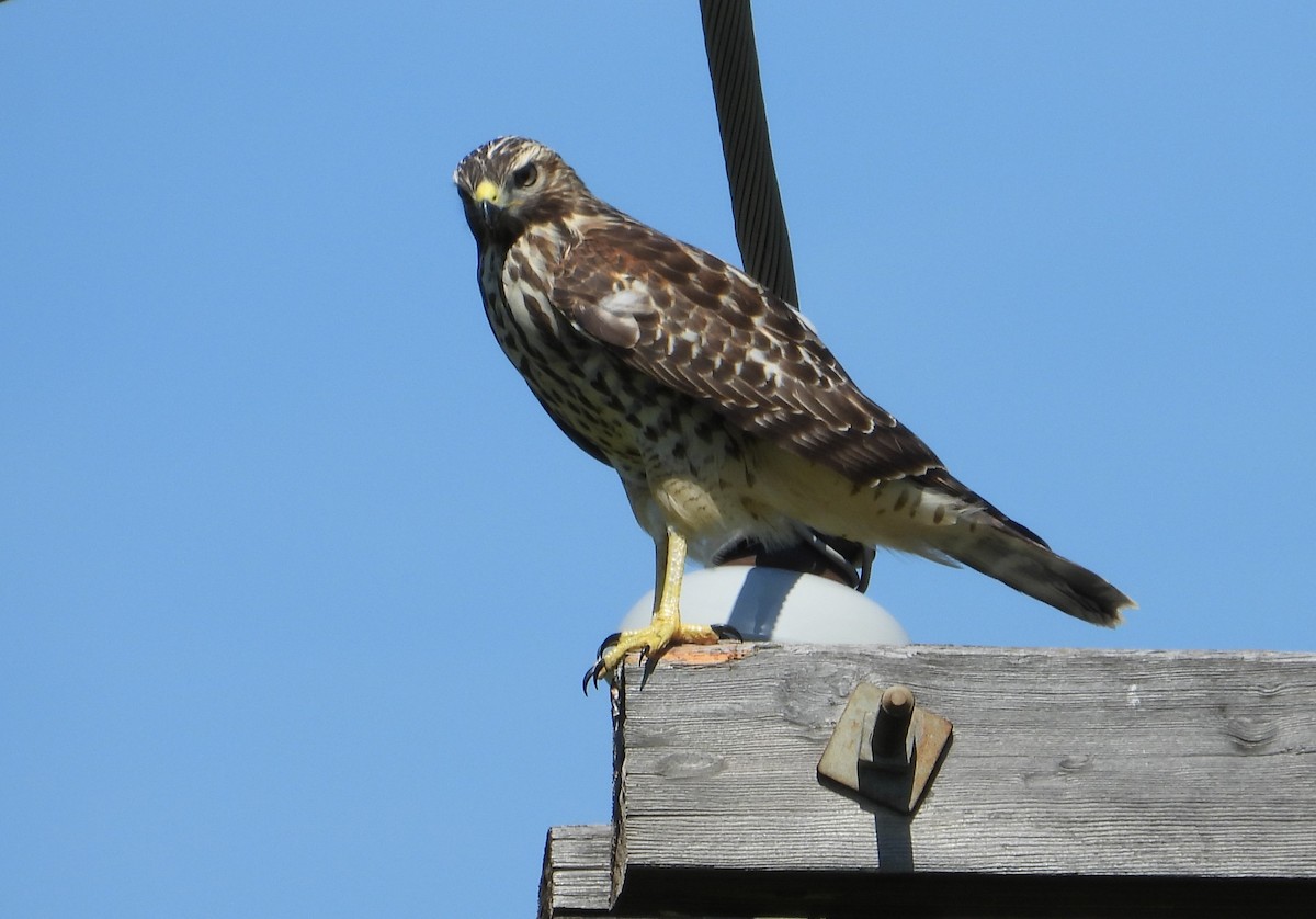 Red-shouldered Hawk - ML638761074
