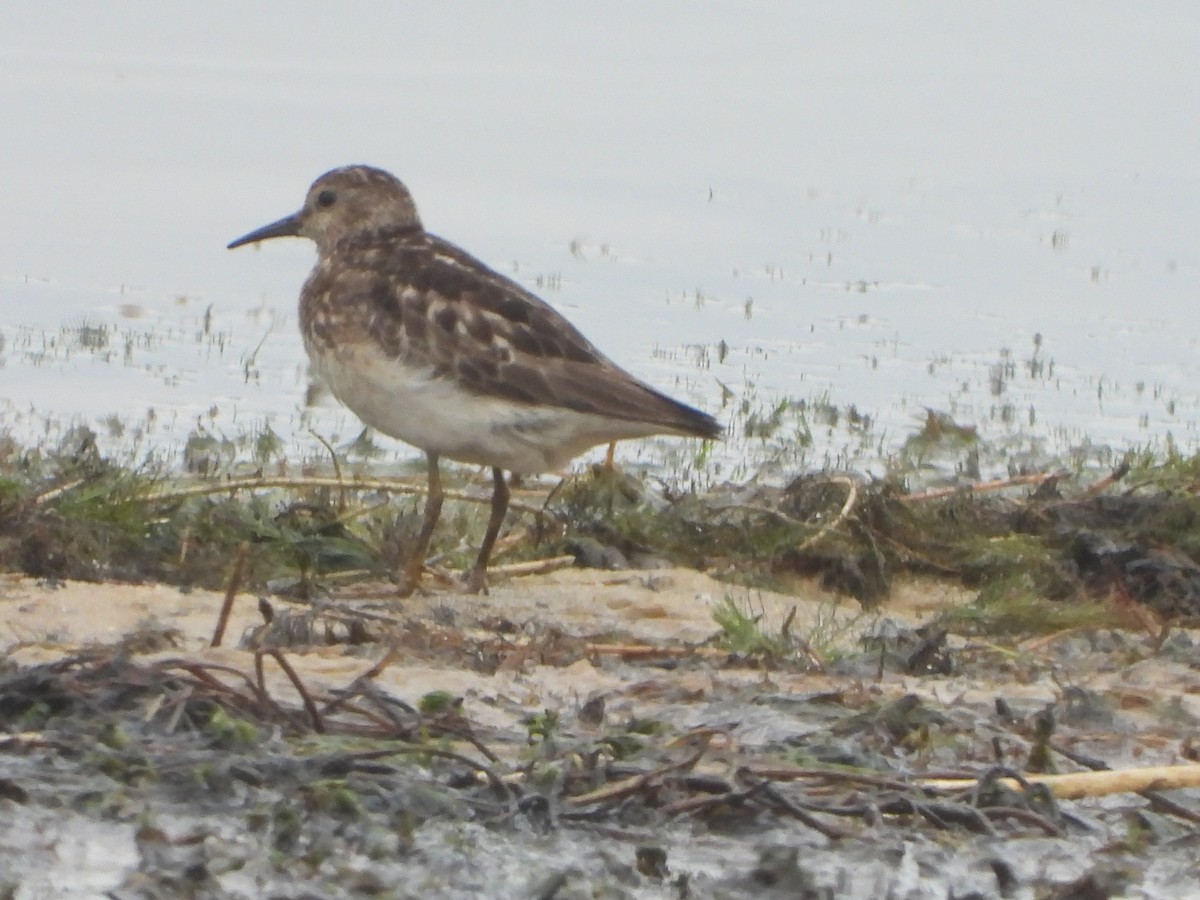Least Sandpiper - ML638761076