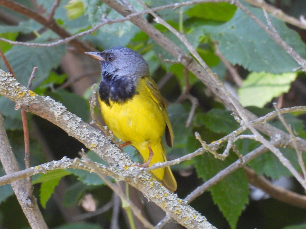 Mourning Warbler - ML638761081