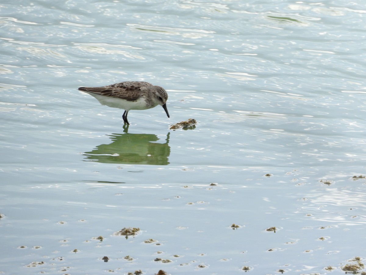 Semipalmated Sandpiper - ML638761085