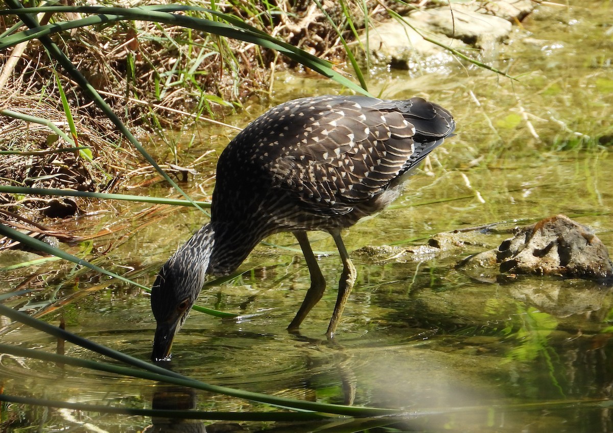 Yellow-crowned Night Heron - ML638761113