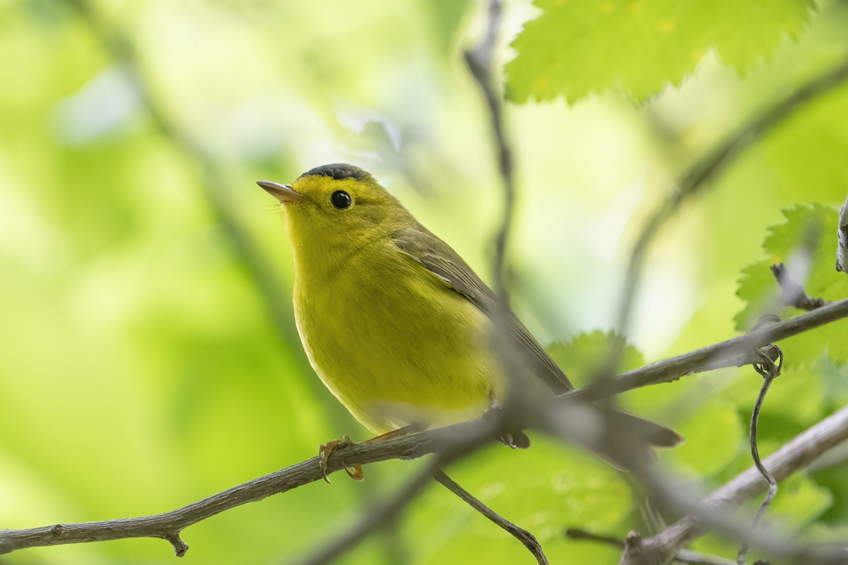 Wilson's Warbler - ML638761117