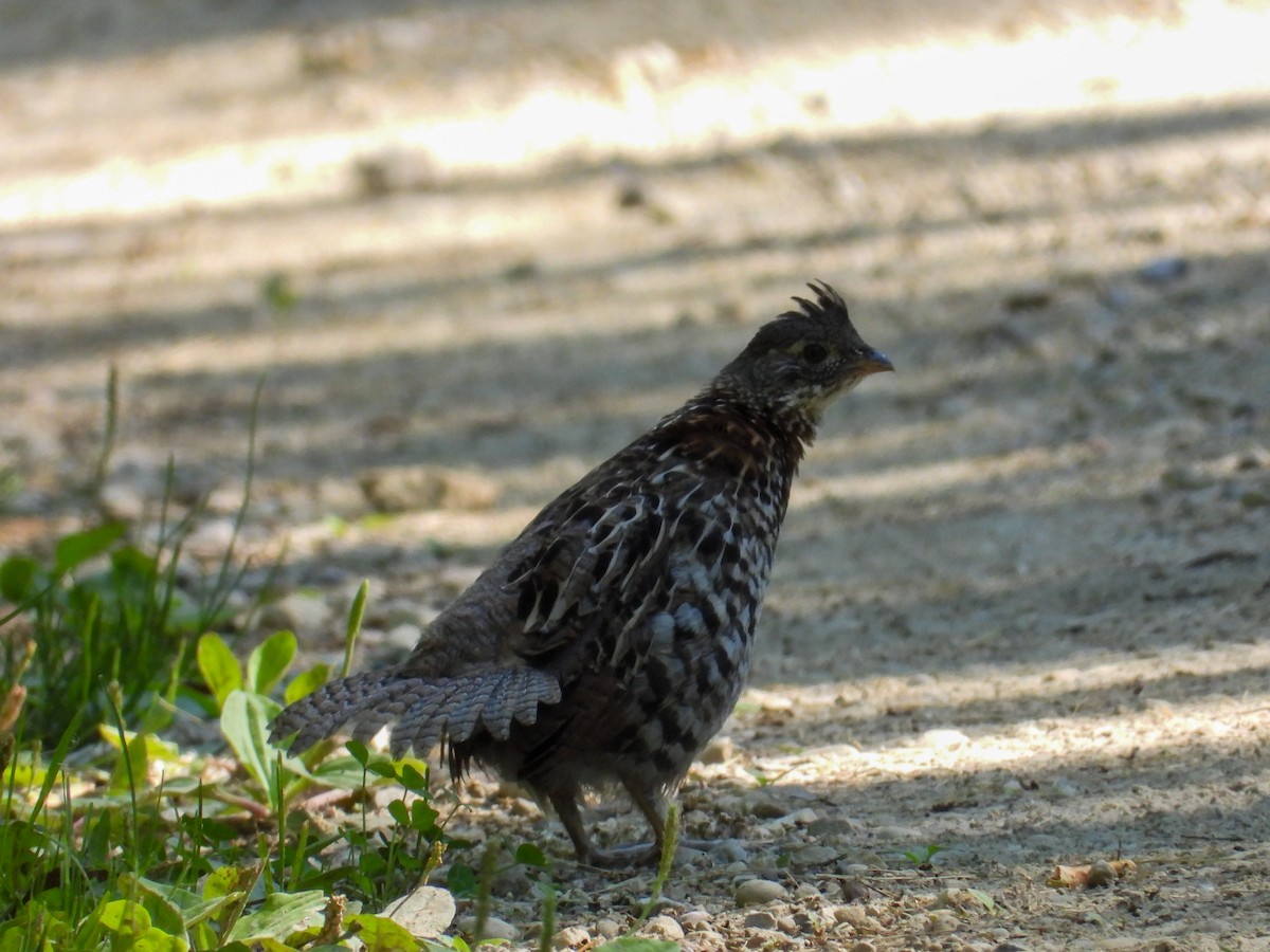 Ruffed Grouse - ML638761123