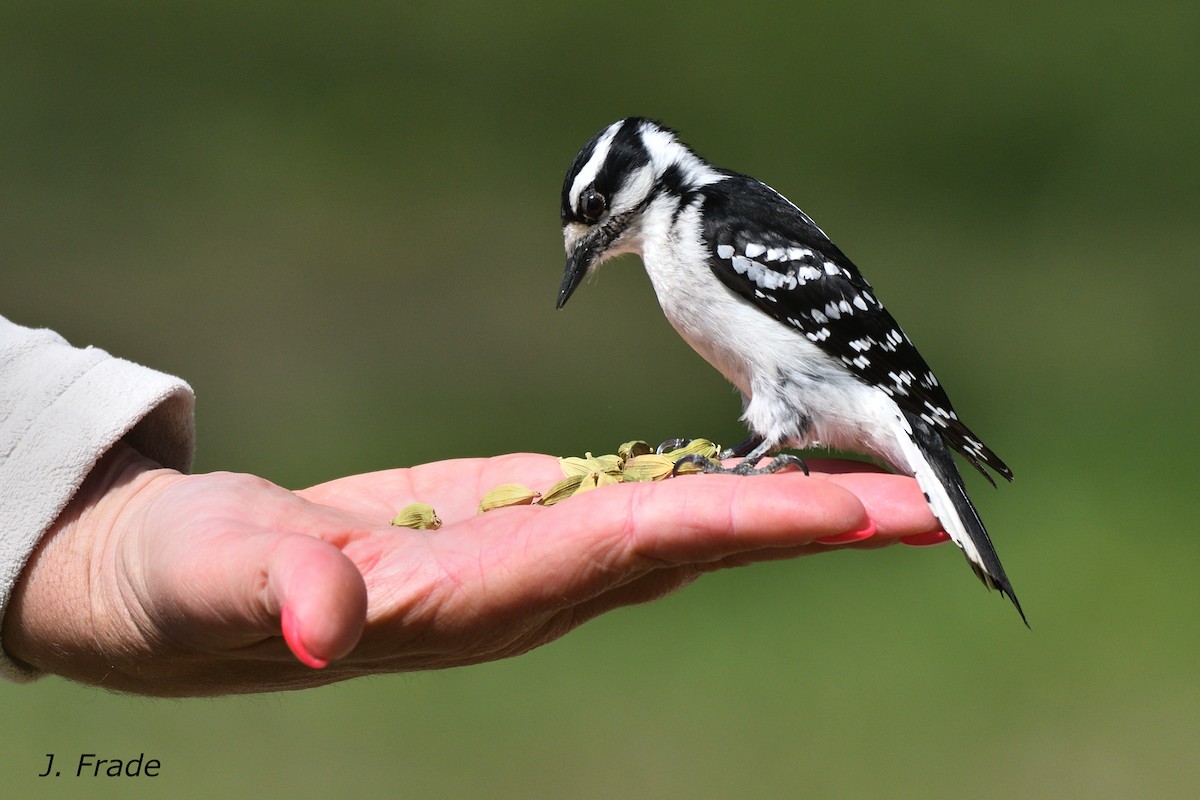 Downy Woodpecker - ML638761143