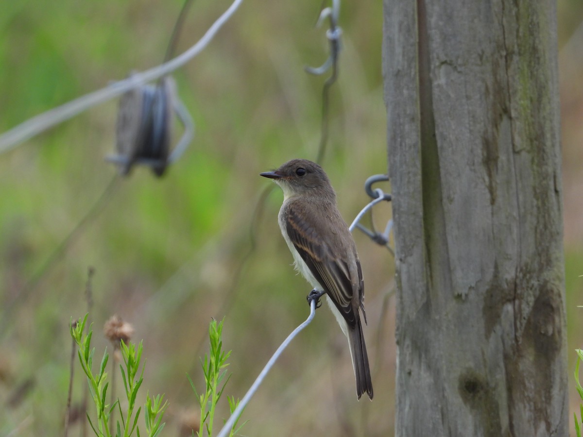 Eastern Phoebe - ML638761152
