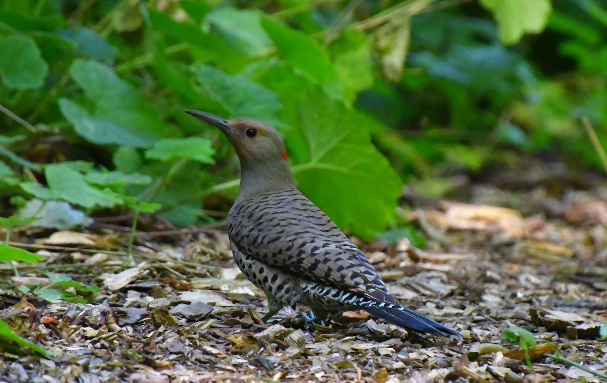 Northern Flicker - ML638761198
