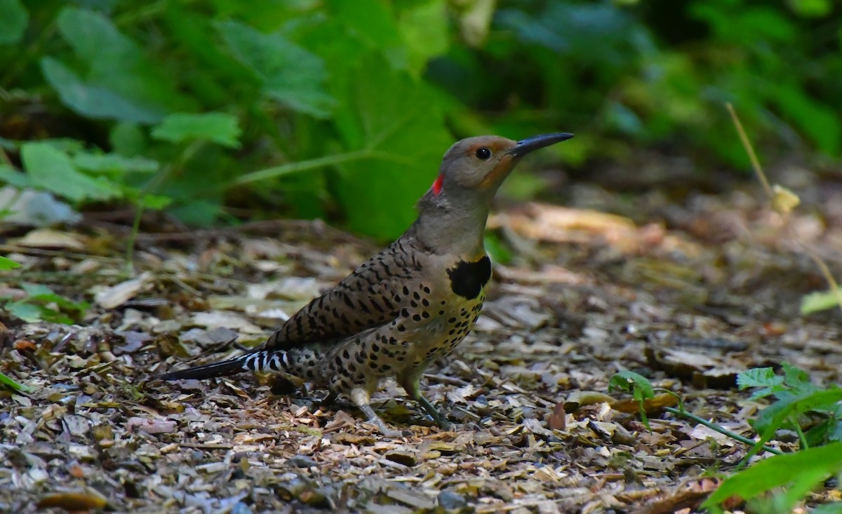 Northern Flicker - ML638761199