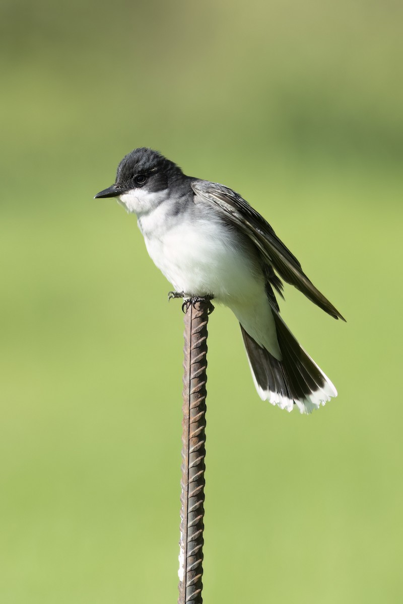 Eastern Kingbird - ML638761206