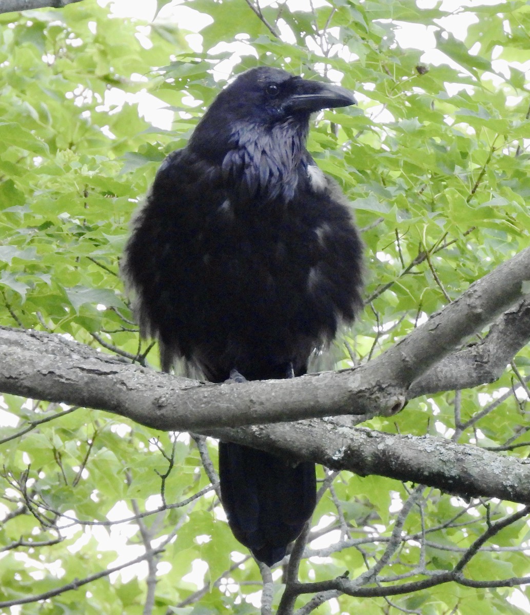 Common Raven - ML638761210