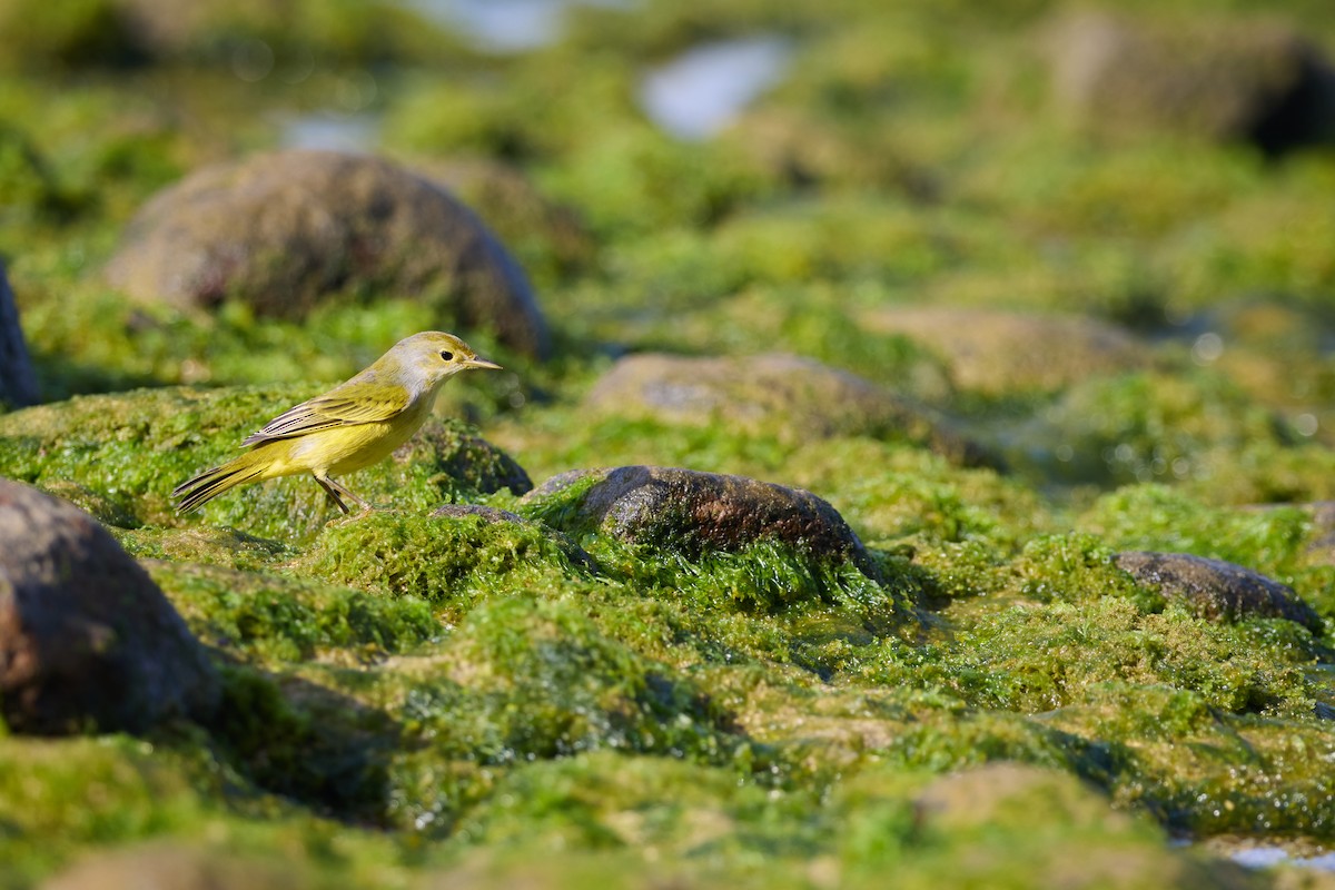 Mangrove Yellow Warbler (Galapagos) - ML638761216