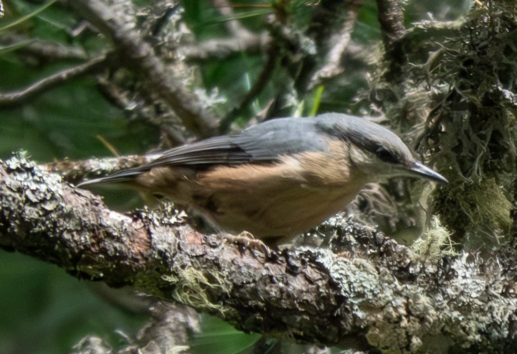 ゴジュウカラ - ML638761218