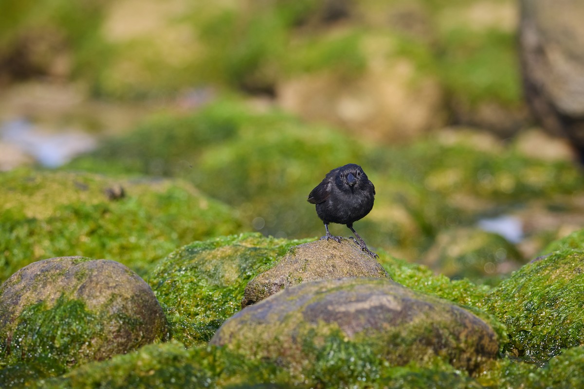 Small Ground-Finch - ML638761224