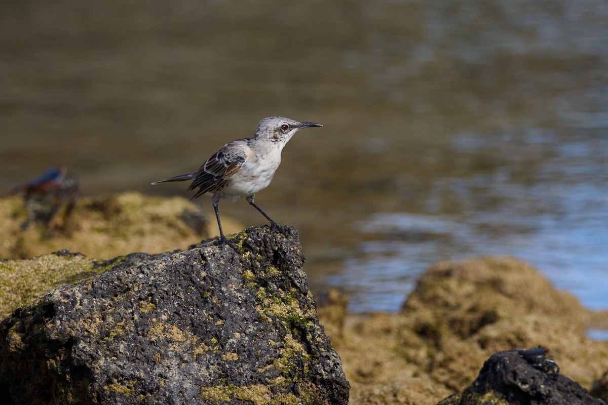 San Cristobal Mockingbird - ML638761233