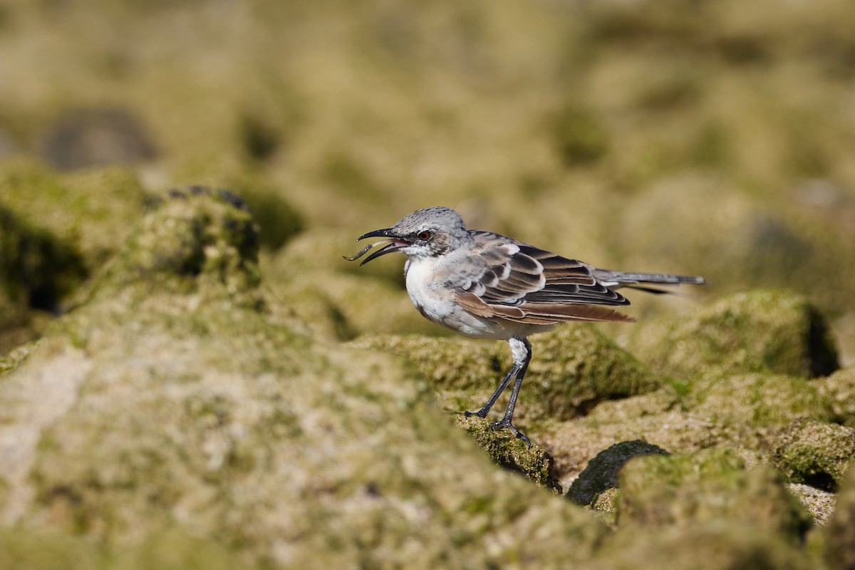 San Cristobal Mockingbird - ML638761238