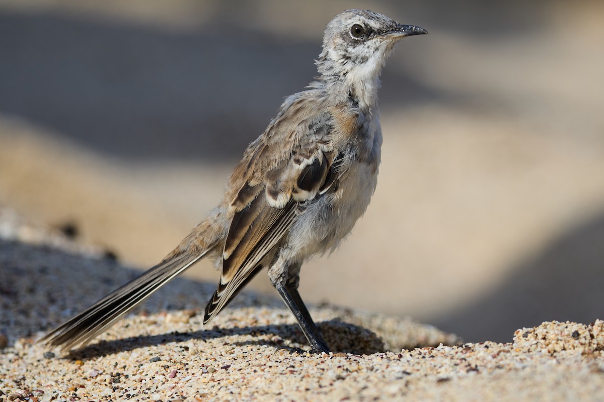 San Cristobal Mockingbird - ML638761239