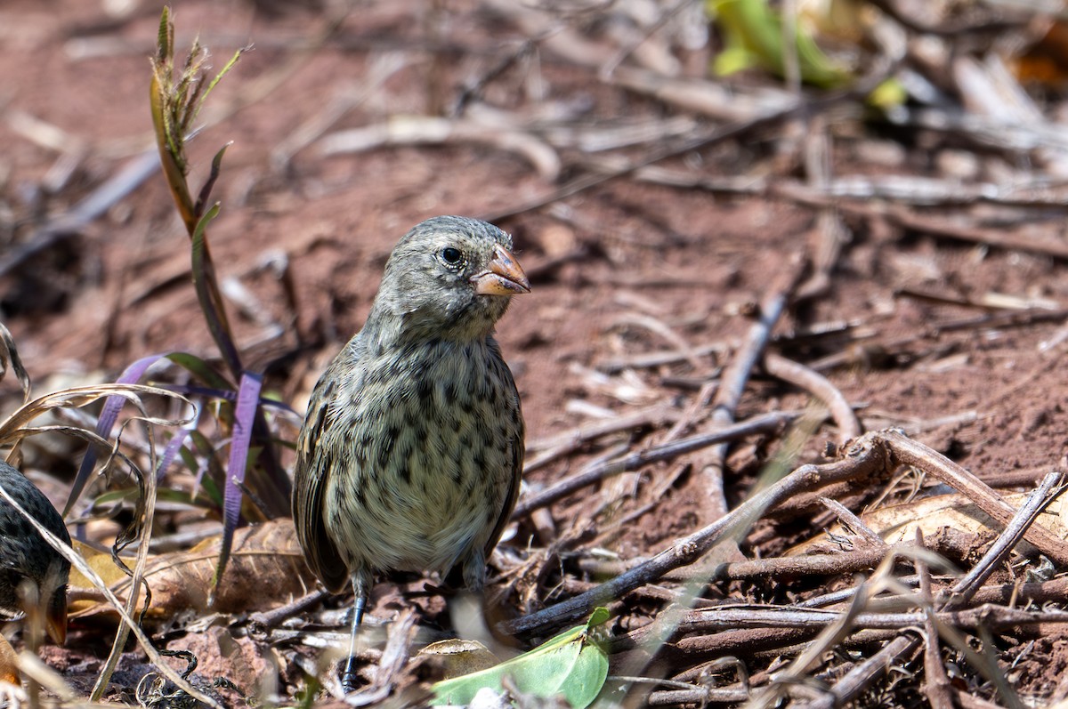 Medium Ground-Finch - ML638761240