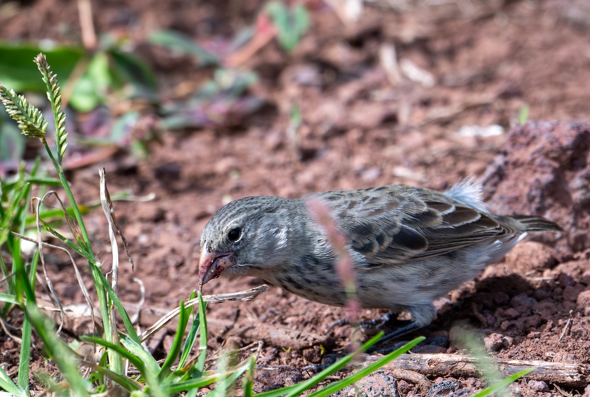 Medium Ground-Finch - ML638761241