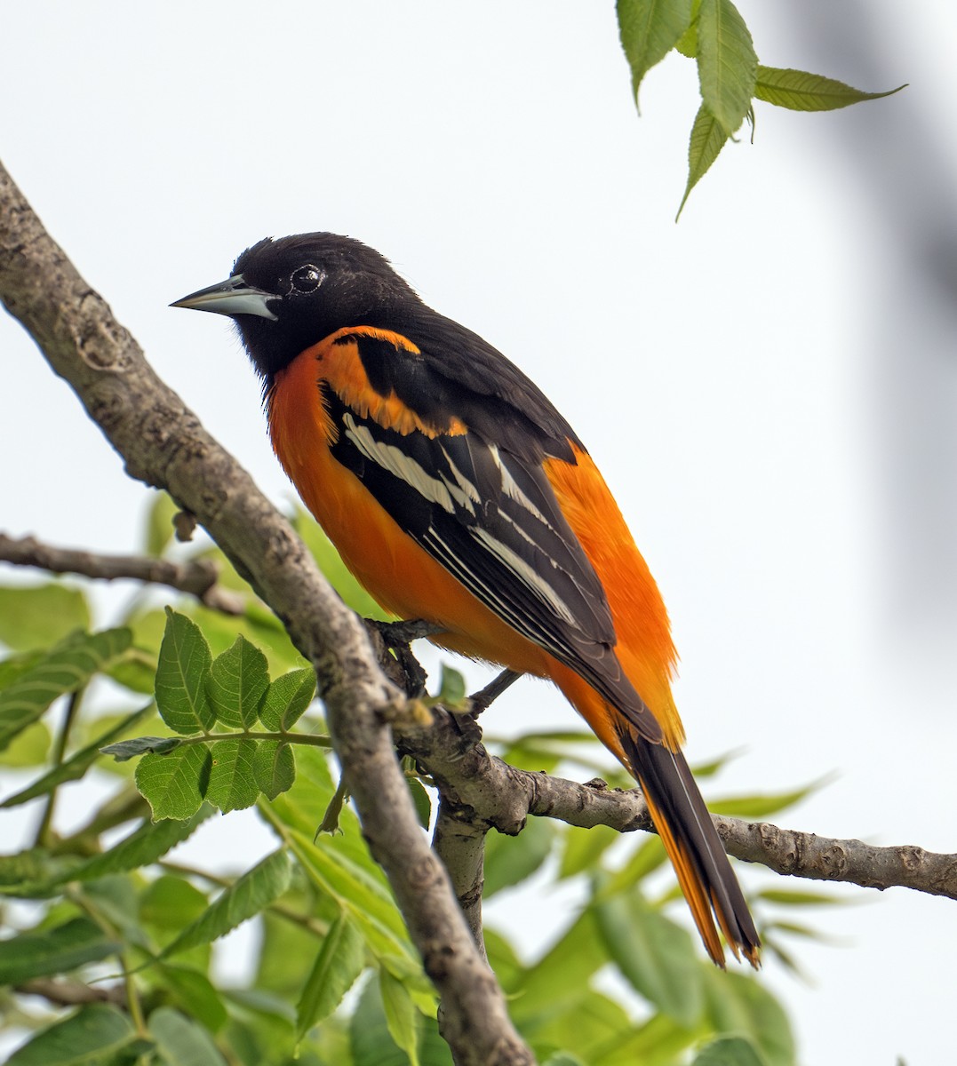 Baltimore Oriole - ML638761252