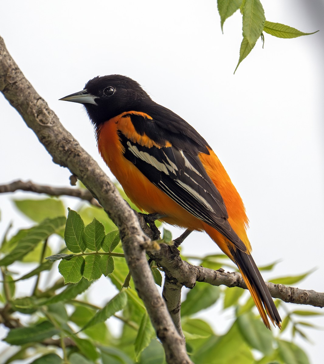 Baltimore Oriole - ML638761253