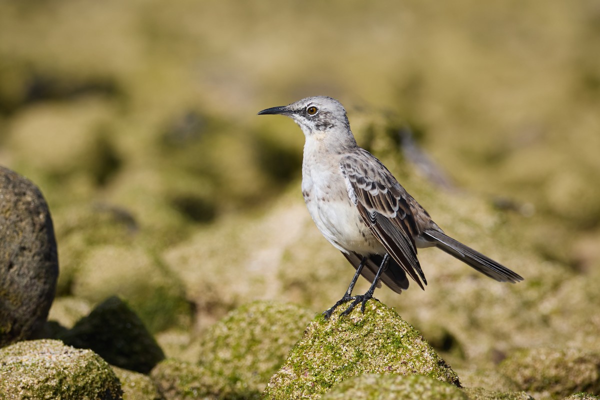 San Cristobal Mockingbird - ML638761255