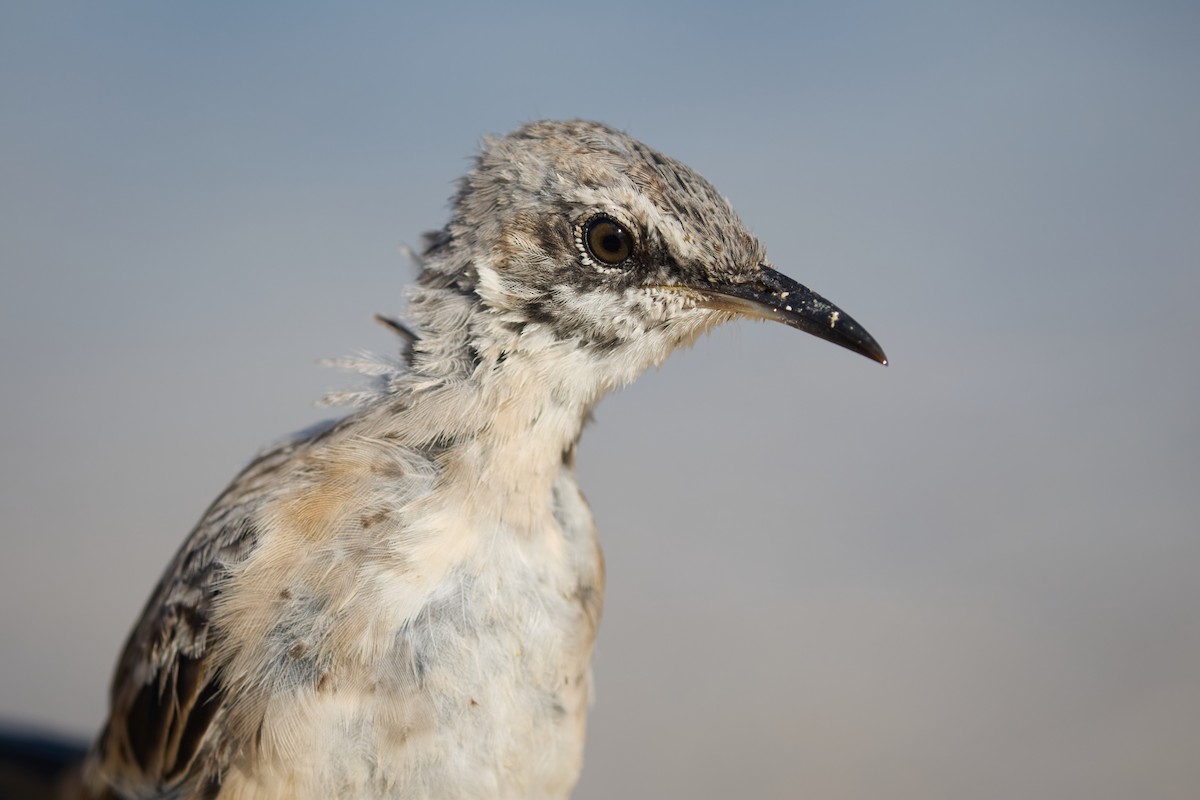 San Cristobal Mockingbird - ML638761257