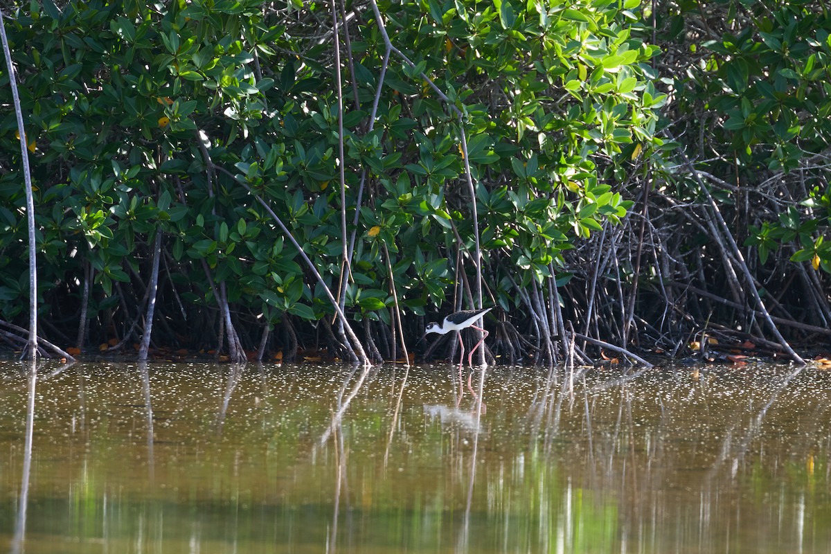 Black-necked Stilt - ML638761268