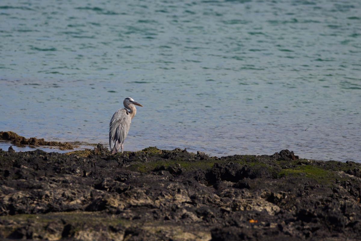 Great Blue Heron - ML638761271