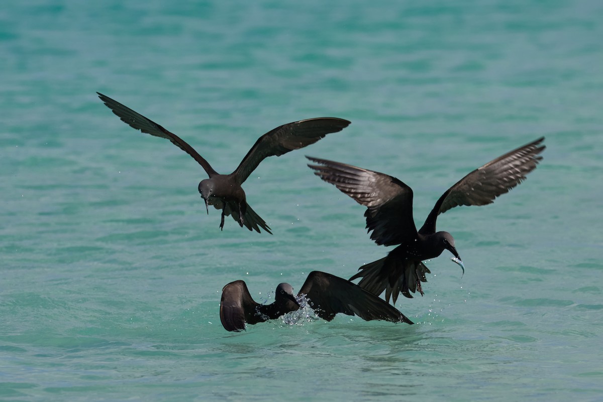 Brown Noddy - ML638761297