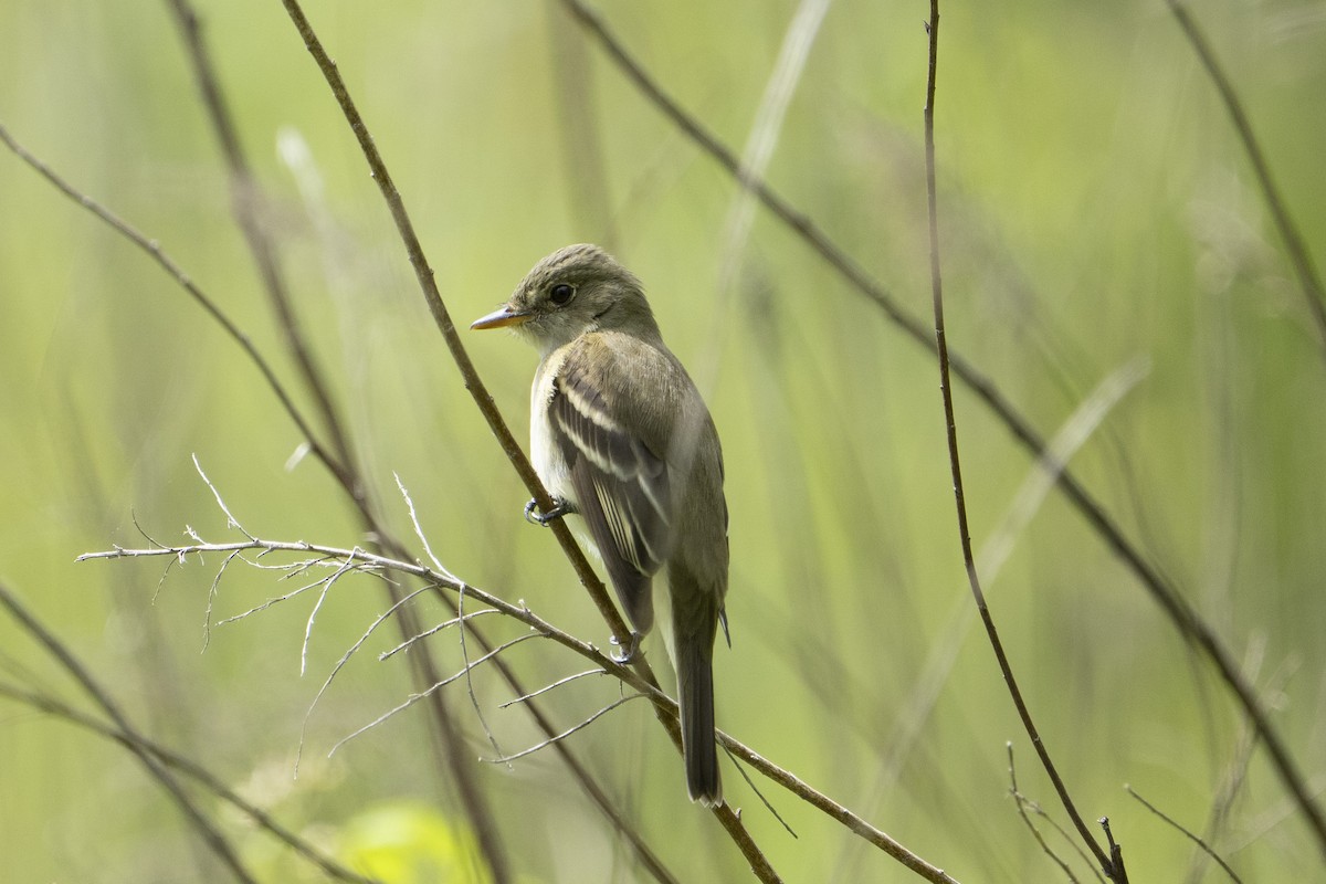 Willow Flycatcher - ML638761298