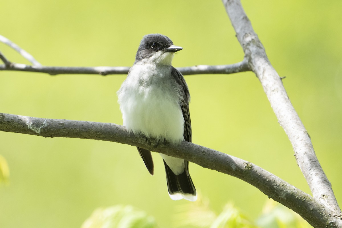 Eastern Kingbird - ML638761302