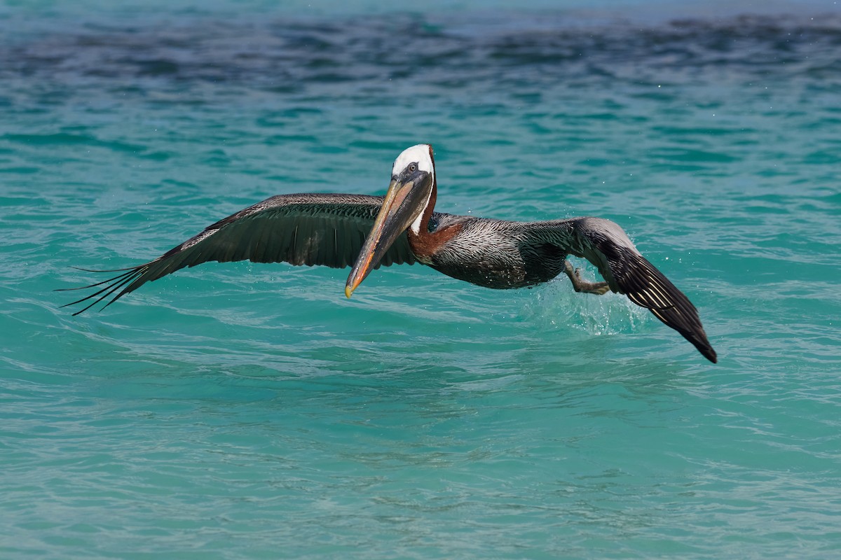 Brown Pelican (Galapagos) - ML638761303