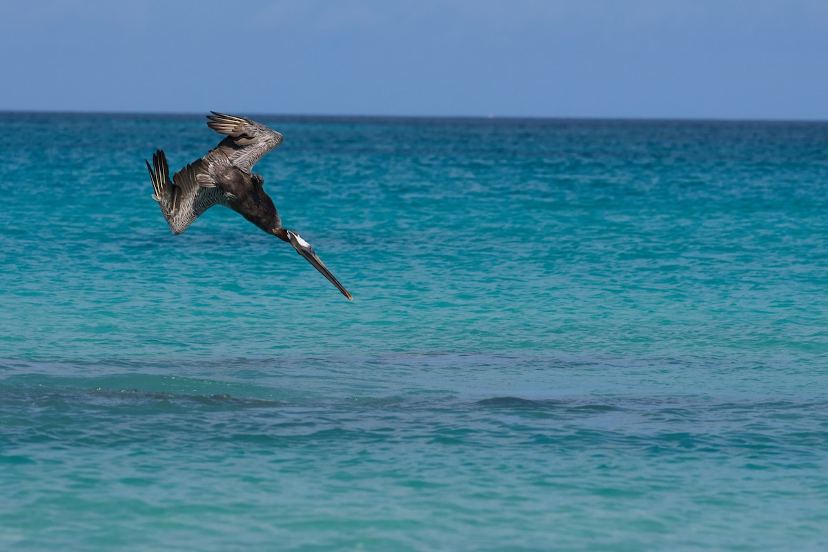 Brown Pelican (Galapagos) - ML638761309