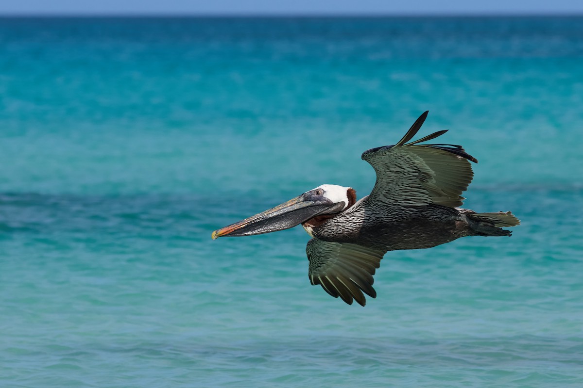 Brown Pelican (Galapagos) - ML638761315