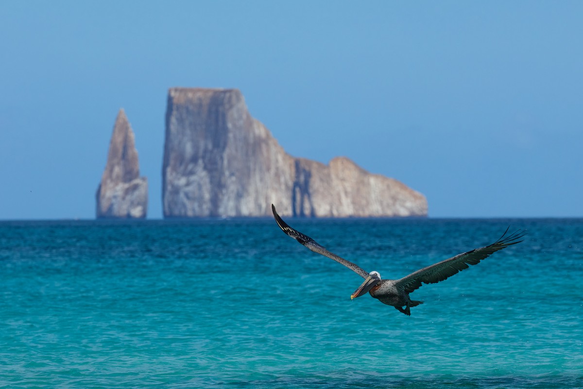 Brown Pelican (Galapagos) - ML638761319