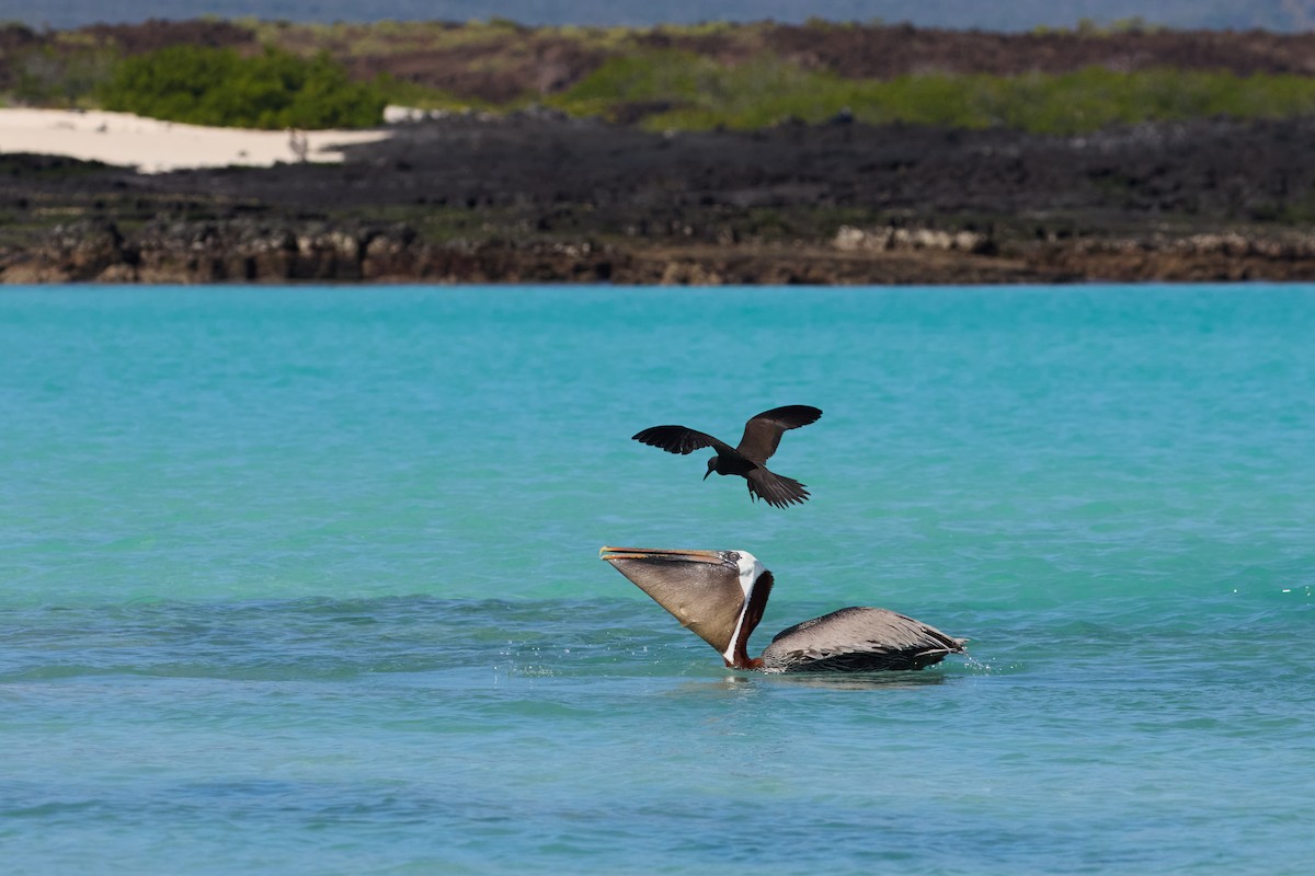 Brown Pelican (Galapagos) - ML638761325
