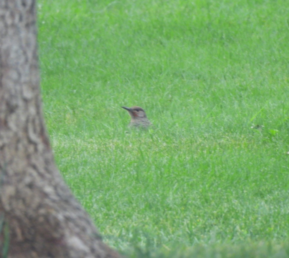 Northern Flicker - ML638761333