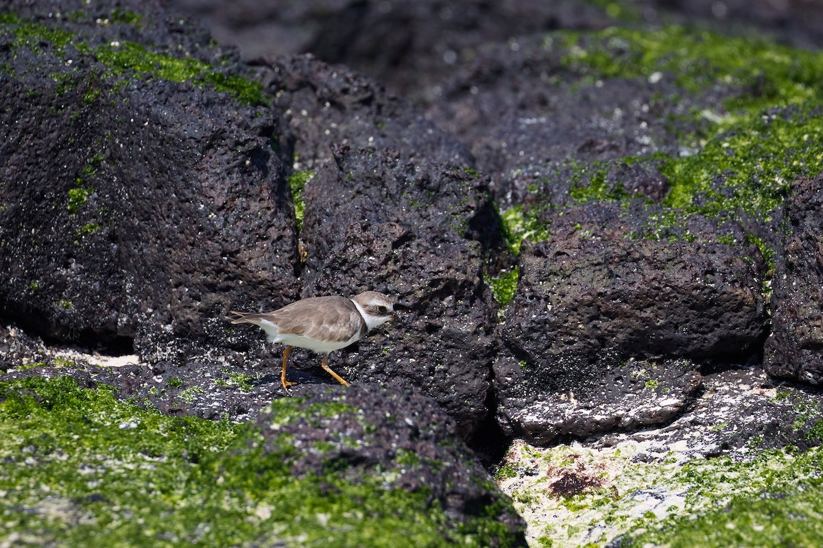 Semipalmated Plover - ML638761334