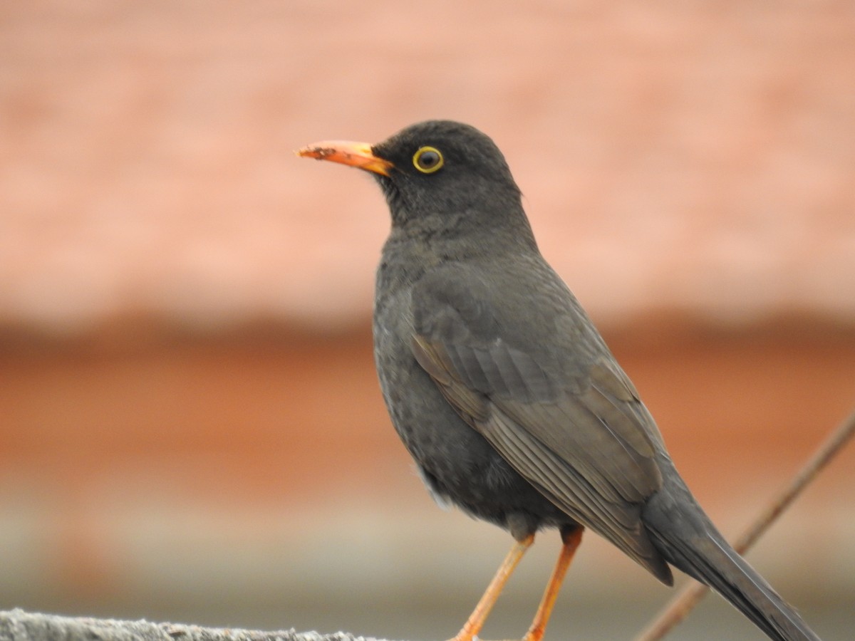 Chiguanco Thrush - ML638761425