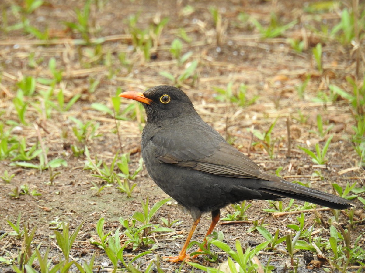 Chiguanco Thrush - ML638761430