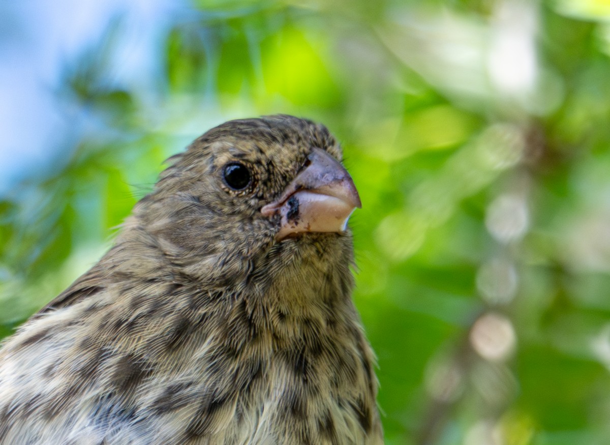 Vegetarian Finch - ML638761464