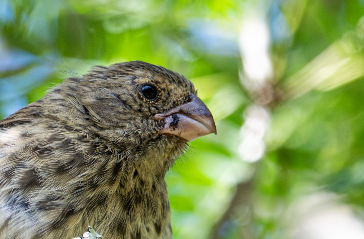 Vegetarian Finch - ML638761466